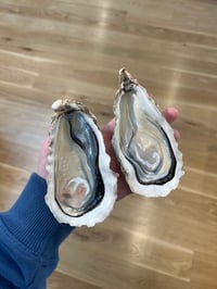 Image 5 of Hand Painted Oyster