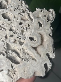 Image 3 of XL AGATIZED CORAL SLAB -FLORIDA- A