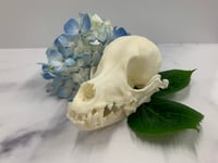 Image 3 of Medium Skull Cleaning (16-59lbs)