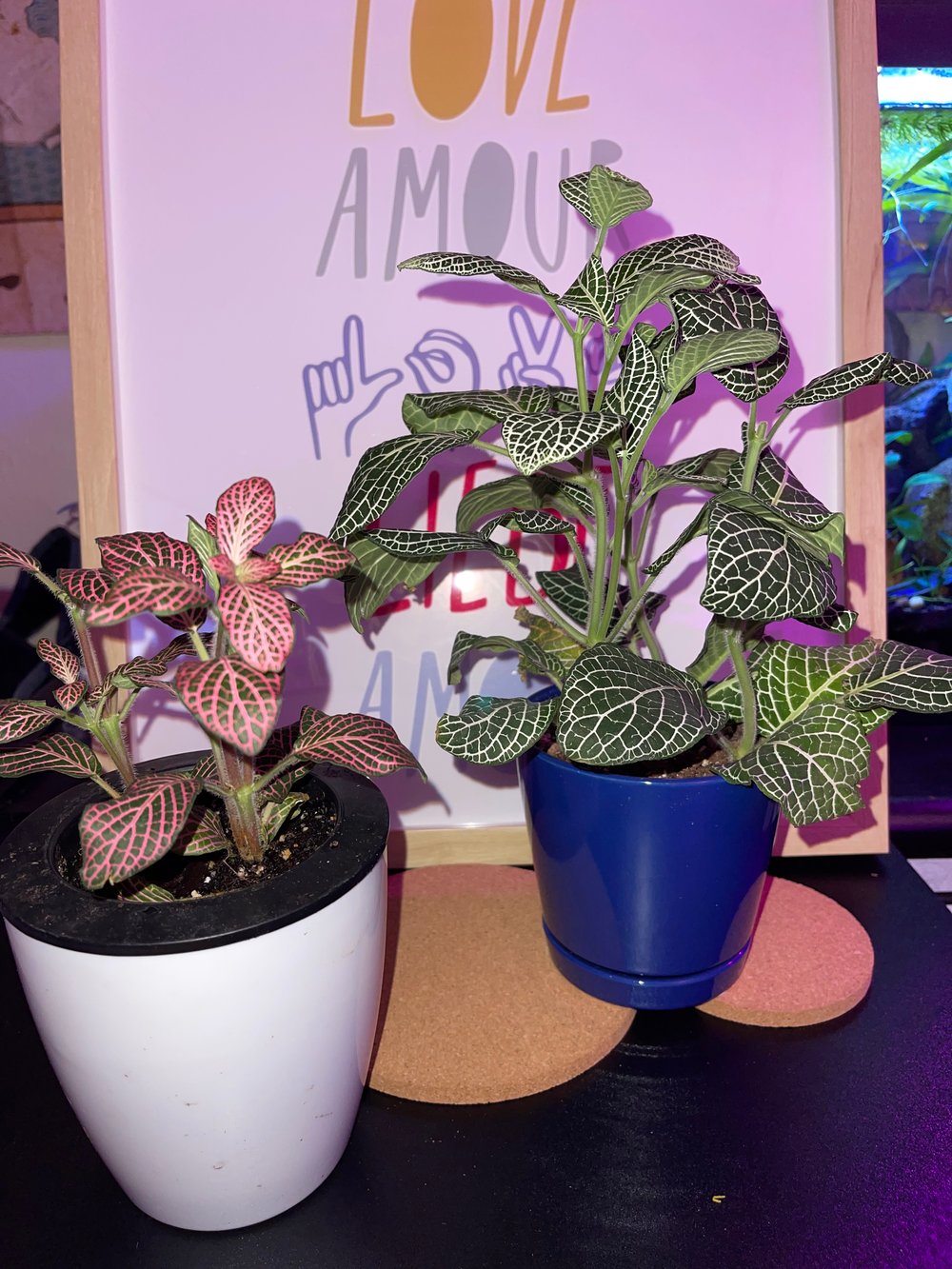 Image of Nerve Plant (Fittonia Albivenis) Cuttings