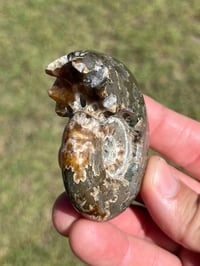 Image 4 of Ammonite Fossil | Madagascar #2994