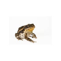 Gulf Coast Toad 