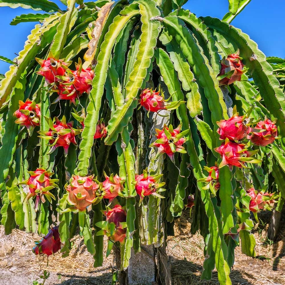 Prickly Pear/Dragon Fruit/Nopales. Prebiotic-Diabetes-Heavy Metals-Cell Repair-Diabetes-Serotonin