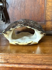 Image 3 of red bellied slider turtle shell