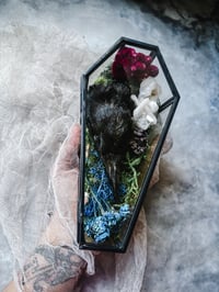 Image 3 of LetterstoLaLuna Haunted Forest Carrion Crow Head in glass coffin 