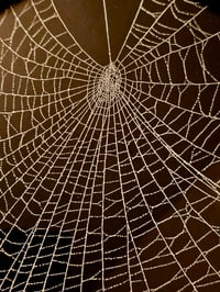 Image 2 of Gothic black ornate framed preserved web 