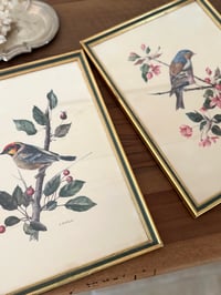 Image 2 of Paire d’illustrations d’oiseaux