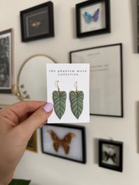 Image 2 of Philodendron