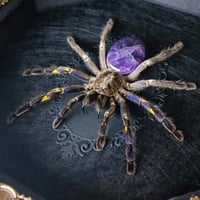 Image 1 of Gooty Sapphire Tarantula