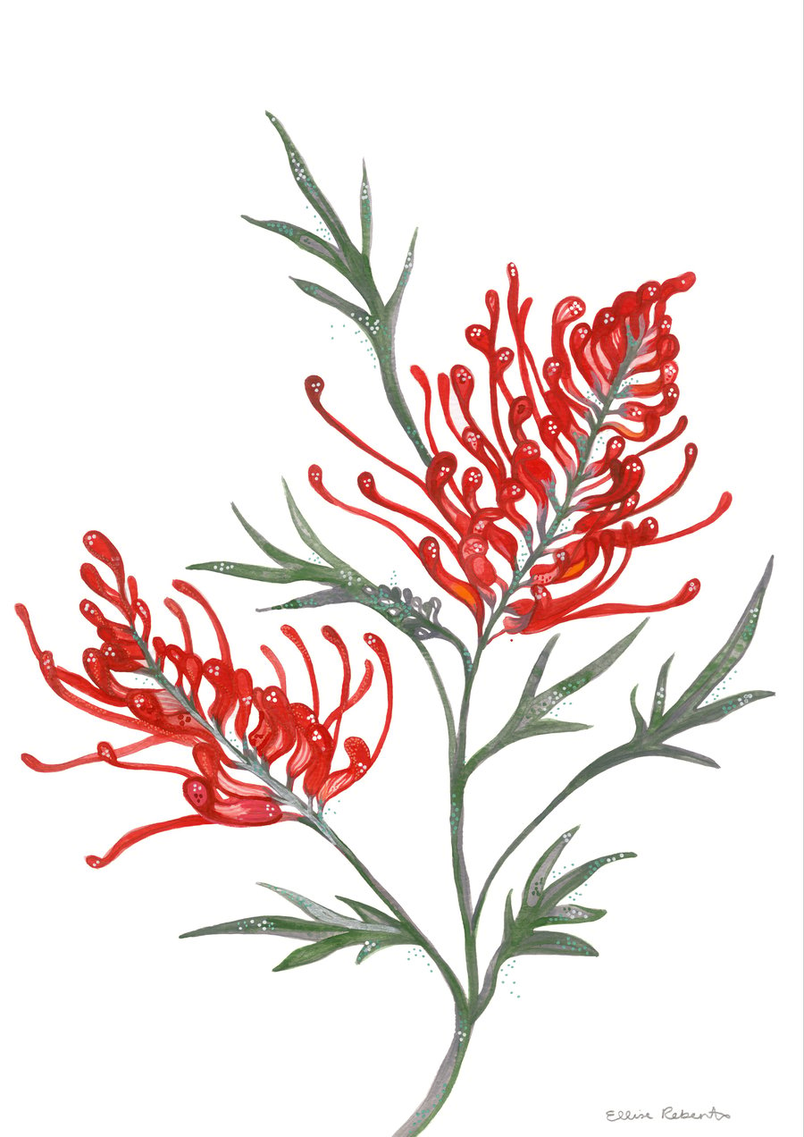 Image of Red Grevillia 