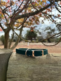 Seaweed Green - Small/Puppy