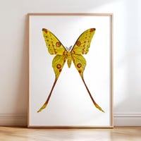 Image 1 of Comet Moth LIMITED EDITION PRINT
