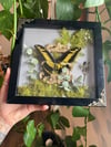 Mossy swallowtail box 