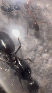 Image 3 of Camponotus aethiops