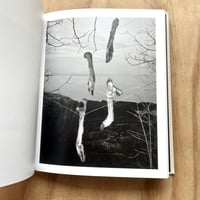 Image 5 of Paul Guilmoth - At Night Gardens Grow