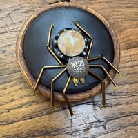 Image 1 of Amapnid (b, 3.5 inches) 