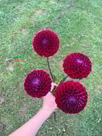 Ivanetti - Ball Type 