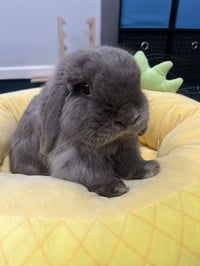 Image 3 of BunBun Stickers 