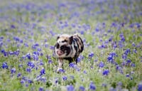 Image 4 of Texas Bluebonnet & Wildflower Mini-Session