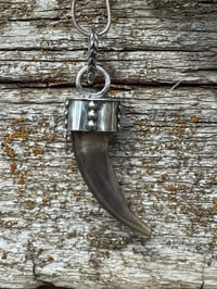 Image 3 of Badger claw/ black star diopside 