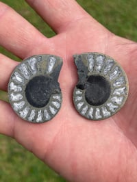 Image 1 of Pyrite Ammonite Fossil Pair #1268