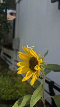 Image 2 of Sunflowers Print