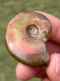 Image 12 of Rainbow Iridescent Ammonite Shell Fossil #2635