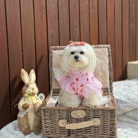 Image 1 of STRAWBERRY POINTELLE TOP