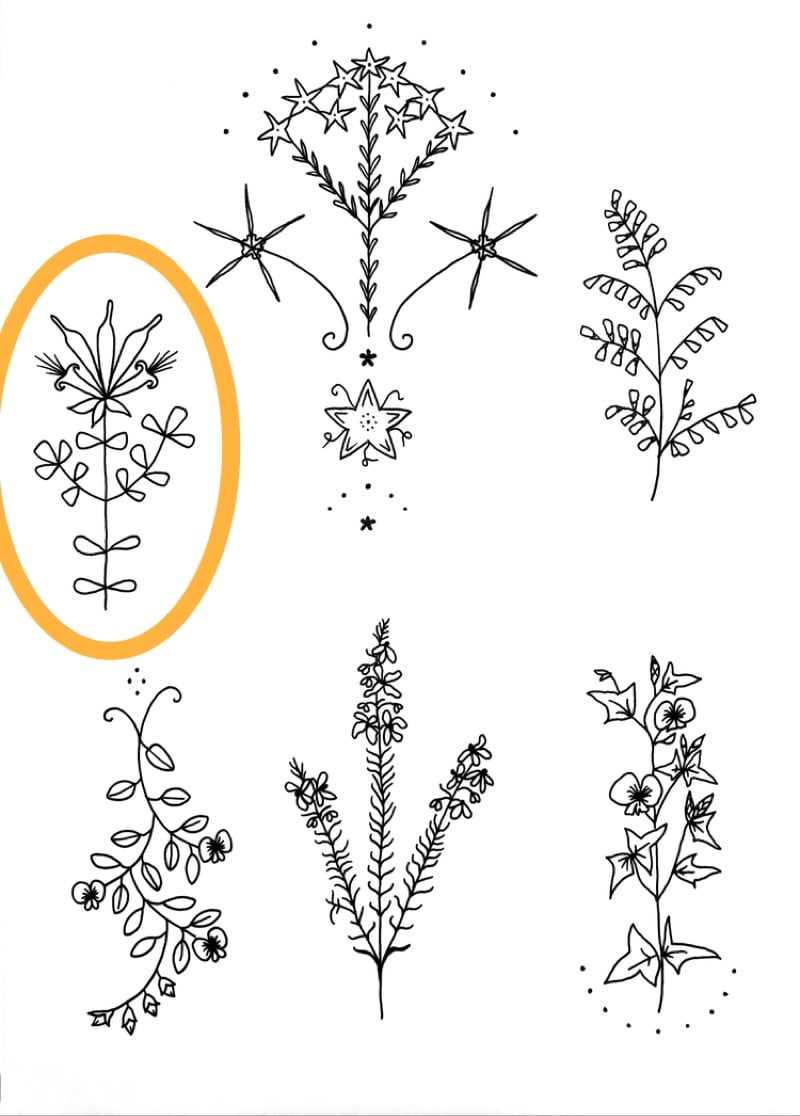 Image of ‘Lambertia inermis’ tattoo design