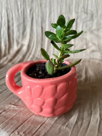 Image 2 of Jade Plant in Pink Flamingo
