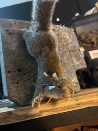 Image 4 of Make your own Taxidermy Squirrel Workshop March 26th 5.30pm to 9pm