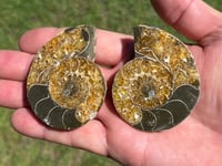 Image 1 of Ammonite Fossil Pair | Madagascar #2903