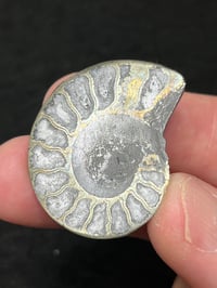 Image 11 of Pyrite Ammonite Fossil Pair #1268