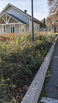Image 5 of Buckbrush: Ceanothus cuneatus
