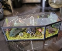 Image 2 of Coffin Crystal Garden