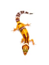 Bold High Contrast Tangerine (Tremper) H- 15