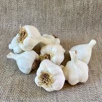 Image 3 of White Softneck Garlic