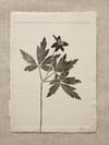 Wood Anemone Botanical Monoprint - Nature Artwork - Floral art - Original Print 