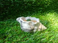 Image 3 of ShellRoot + baby Mammillaria Cactus