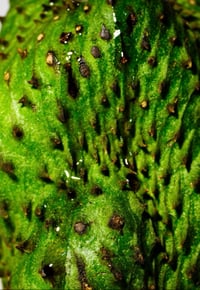 Image 1 of SOURSOP OIL | Pure Treatment