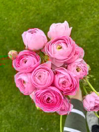 Image 2 of Ranunculus Corm - Specialty Cut Flower Varieties 
