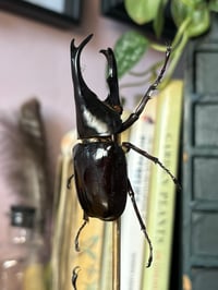 Image 5 of large beetle dome