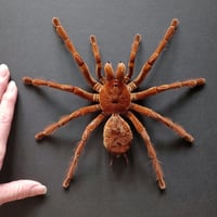 Image 3 of The Goliath birdeater - PREODER