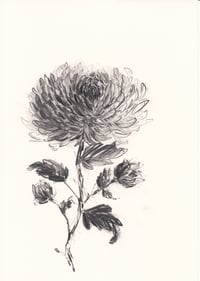 Chrysanthemum 