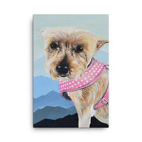 Image 1 of Blue Mountains Yorkie