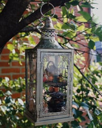 Image 3 of Greenhouse Curiosity 