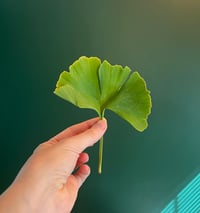 Image 2 of Ginkgo Leaf Tincture