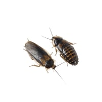 Dubia Roaches 