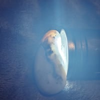 Image 4 of MilkStone Shadow Veins MS-SV-03