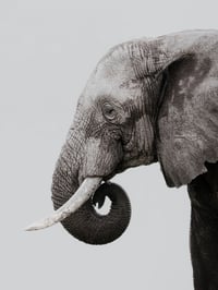 Image 1 of Ivory